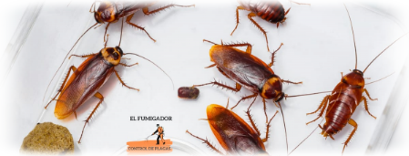 Cucaracha Americana en fuengirola